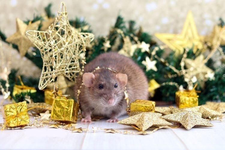 Картинки по запросу Новый год 2020 - год металлической крысы